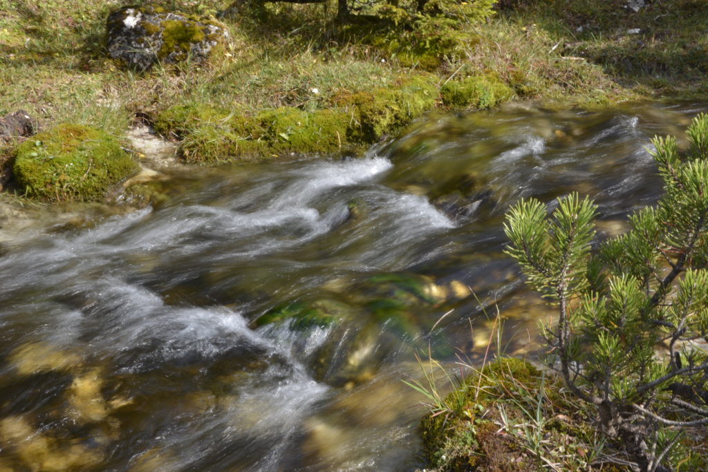 Klares Wasser fließt über die Felsen durch Moos und Bergwiese