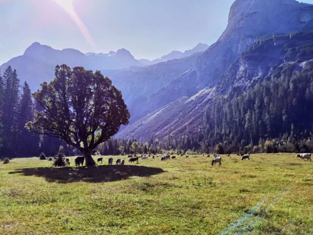 Scharnitz Österreich - der Talgrund im Karwendeltal